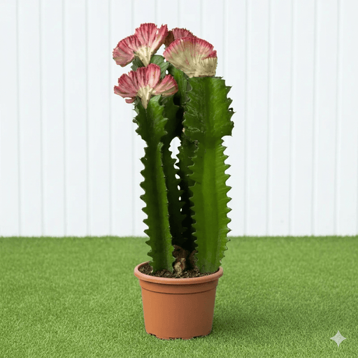 Friendship Cactus Trio - Trigona Rubra, Euphorbia Trigona 40 - 60cm - Greensouq - 