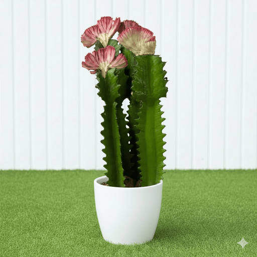 Friendship Cactus Trio - Trigona Rubra, Euphorbia Trigona 40 - 60cm - Greensouq - 