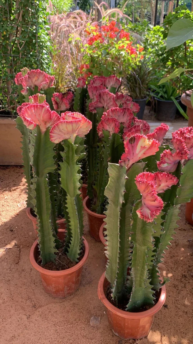 Friendship Cactus Trio - Trigona Rubra, Euphorbia Trigona 40 - 60cm - Greensouq - 