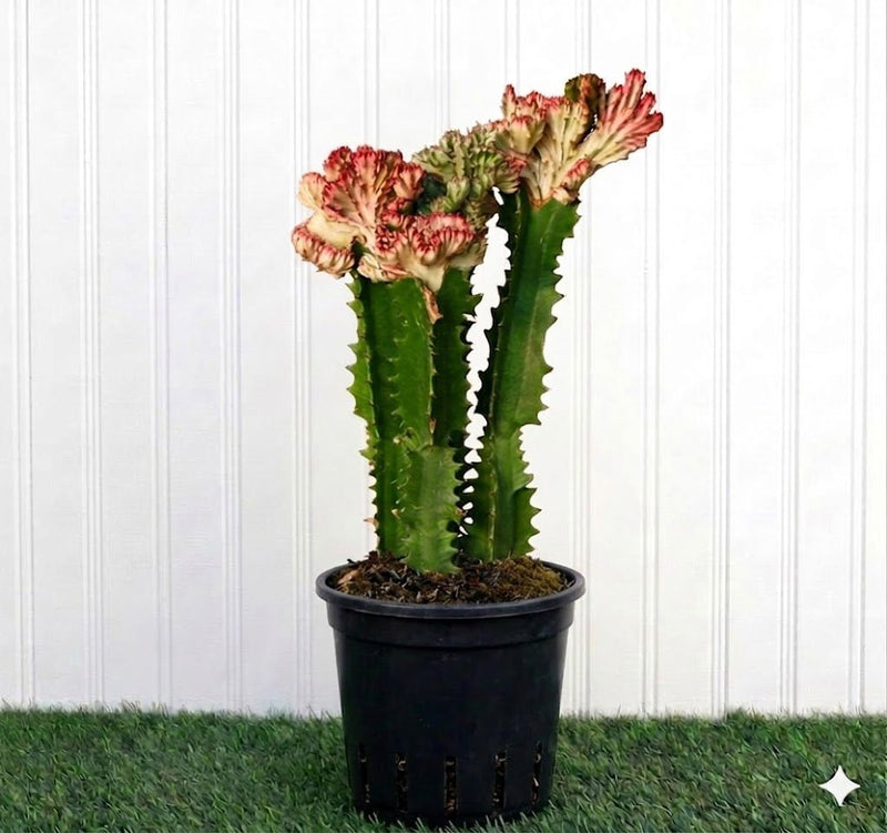 Friendship Cactus Trio - Trigona Rubra, Euphorbia Trigona 40 - 60cm - Greensouq - 