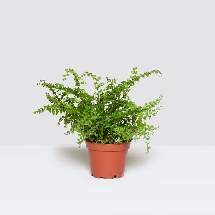 boston fern