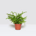 boston fern