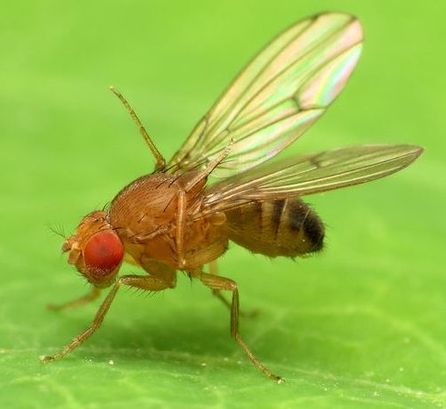 Fruit Fly Trap with Pheromone "Russell - IPM" - Greensouq - 