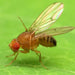 Fruit Fly Trap with Pheromone "Russell - IPM" - Greensouq - 