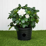 Gardenia Jasminoides "Cape Jasmine" ياسمين (Outdoor) - Greensouq - 