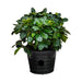 Gardenia Jasminoides "Cape Jasmine" ياسمين (Outdoor) - Greensouq - 