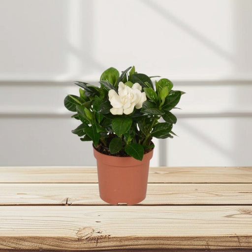 Gardenia Jasminoides or Cape Jasmine (Indoor) كيب ياسمين - Greensouq - 