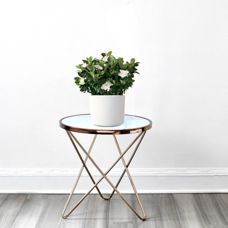 Gardenia Jasminoides or Cape Jasmine (Indoor) كيب ياسمين - Greensouq - 