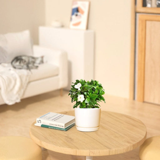 Gardenia Jasminoides or Cape Jasmine (Indoor) كيب ياسمين - Greensouq - 