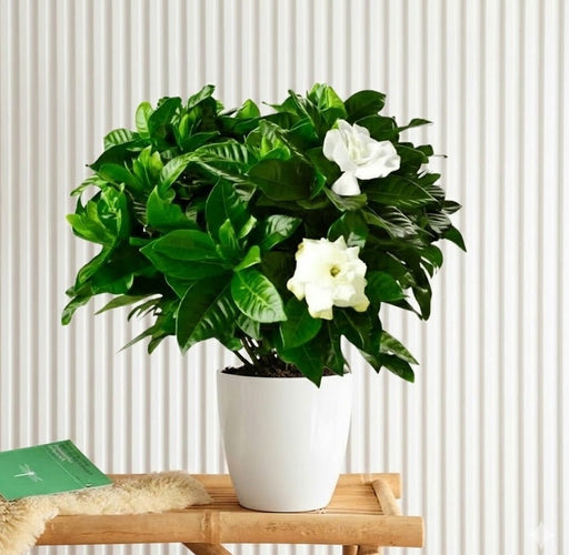 Gardenia Jasminoides or Cape Jasmine (Indoor) كيب ياسمين - Greensouq - 