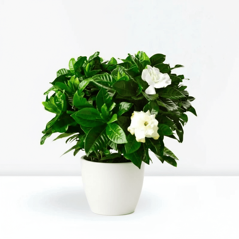 Gardenia Jasminoides or Cape Jasmine (Indoor) كيب ياسمين - Greensouq - 