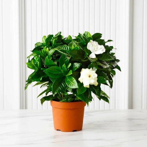 Gardenia Jasminoides or Cape Jasmine (Indoor) كيب ياسمين - Greensouq - 