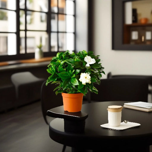 Gardenia Jasminoides or Cape Jasmine (Indoor) كيب ياسمين - Greensouq - 