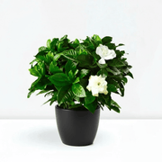 Gardenia Jasminoides or Cape Jasmine (Indoor) كيب ياسمين - Greensouq - 