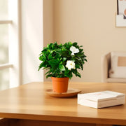 Gardenia Jasminoides or Cape Jasmine (Indoor) كيب ياسمين - Greensouq - 