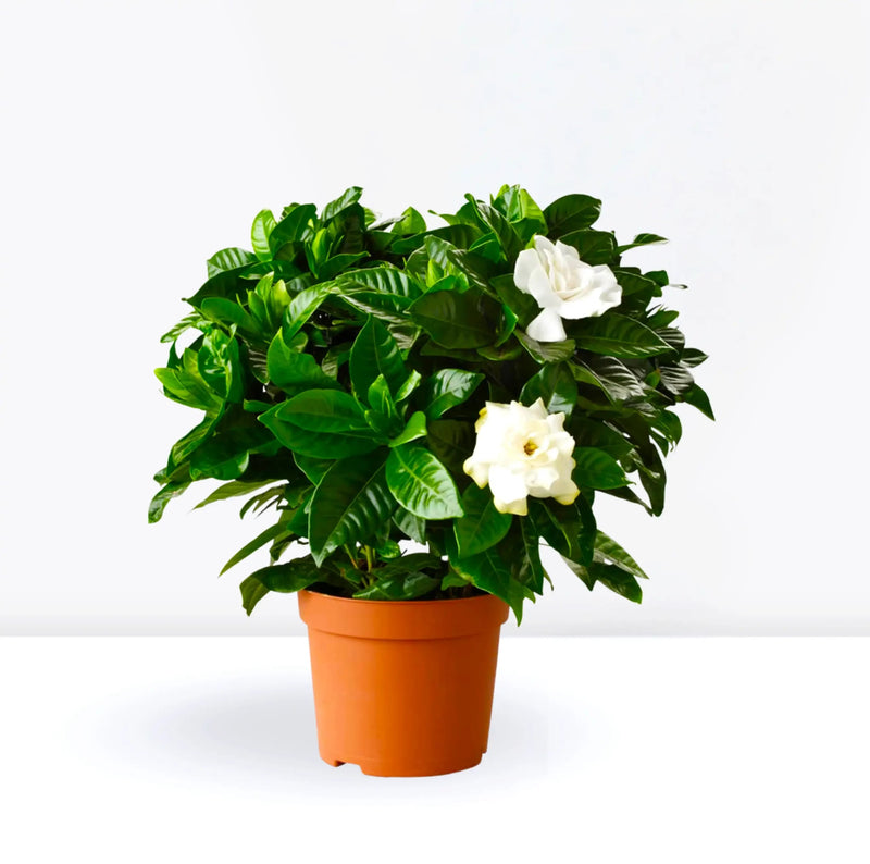 Gardenia Jasminoides or Cape Jasmine (Indoor) كيب ياسمين - Greensouq - 