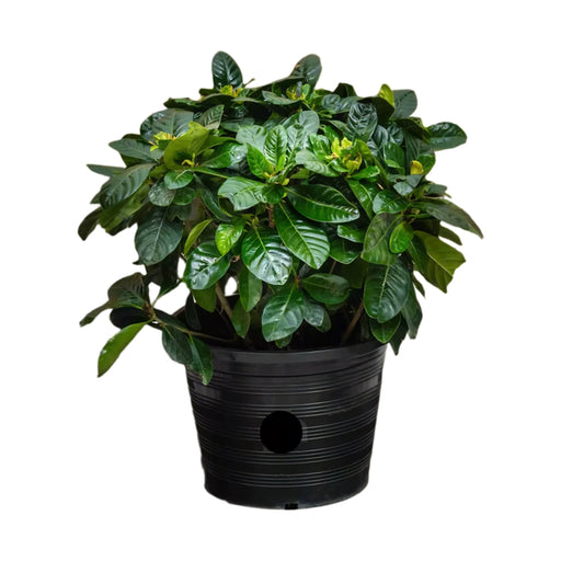 gardenia outdoor