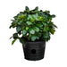 gardenia outdoor