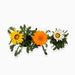 Gazania