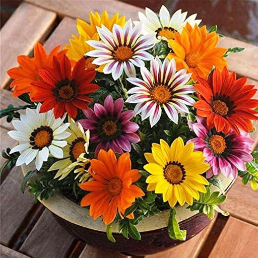 Gazania Flowering Plants - Greensouq - 