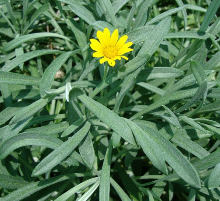 Gazania Uniflora or Treasure Flower - Greensouq - 