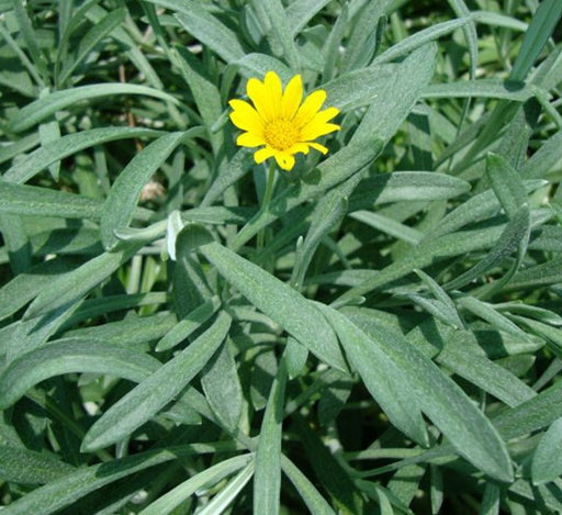 Gazania Uniflora or Treasure Flower - Greensouq - 
