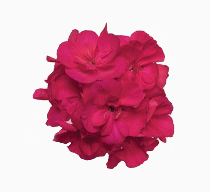 Geranium "Crane's - bill" Mix Flowers - Greensouq - 