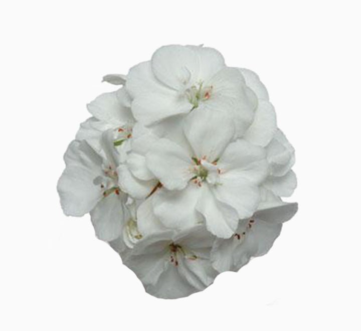 Geranium "Crane's - bill" Mix Flowers - Greensouq - 