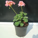 Geranium "Crane's - bill" Mix Flowers - Greensouq - 