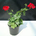 Geranium "Crane's - bill" Mix Flowers - Greensouq - 