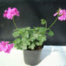 Geranium "Crane's - bill" Mix Flowers - Greensouq - 