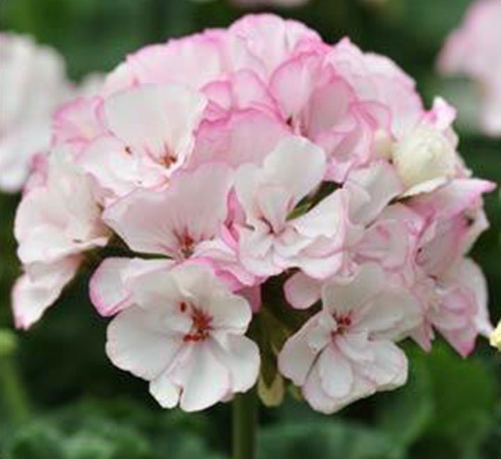 Geranium "Crane's - bill" Mix Flowers - Greensouq - 