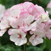 Geranium "Crane's - bill" Mix Flowers - Greensouq - 