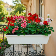 Geranium Mix Flowers in rectangular plastic pot - Greensouq - 