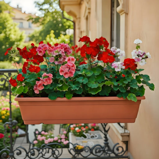 Geranium Mix Flowers in rectangular plastic pot - Greensouq - 