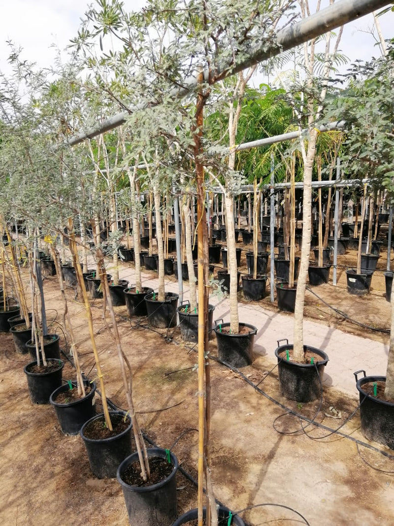 Ghaf Tree "Prosopis Cineraria" شجرة الغاف - Greensouq - 