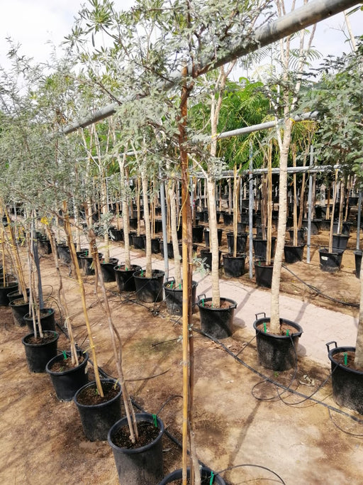 Ghaf Tree "Prosopis Cineraria" شجرة الغاف - Greensouq - 