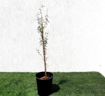 Ghaf Tree - Prosopis Cineraria | The National Tree of UAE! — Greensouq