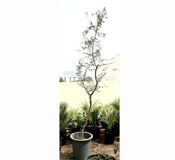 Ghaf Tree - Prosopis Cineraria | The National Tree of UAE! — Greensouq