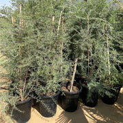 Ghaf Tree "Prosopis Cineraria" شجرة الغاف - Greensouq - 
