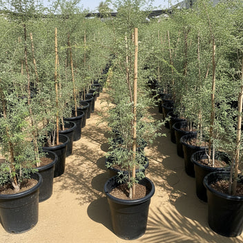 Ghaf Tree - Prosopis Cineraria | The National Tree of UAE! — Greensouq