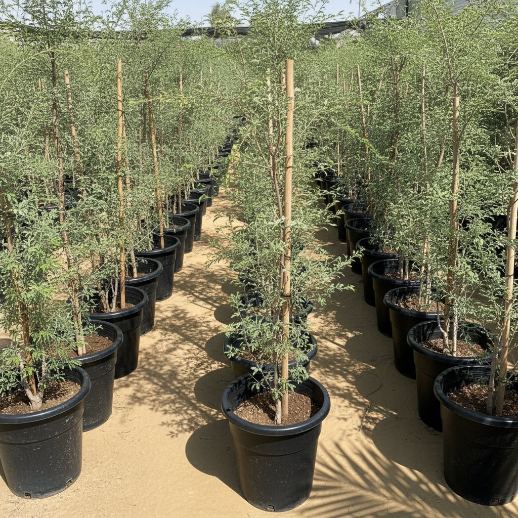 Ghaf Tree - Prosopis Cineraria | The National Tree of UAE! — Greensouq