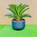 Giant Sago Palm - Fiber Pot - Greensouq - 