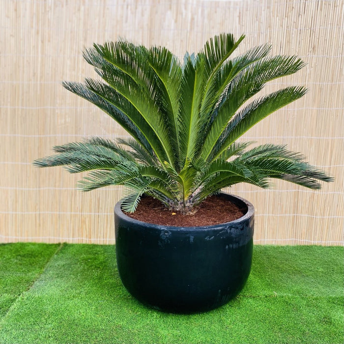 Giant Sago Palm - Fiber Pot - Greensouq - 
