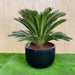 Giant Sago Palm - Fiber Pot - Greensouq - 