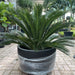 Giant Sago Palm - Fiber Pot - Greensouq - 