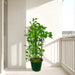 Ipomoea pes-caprae