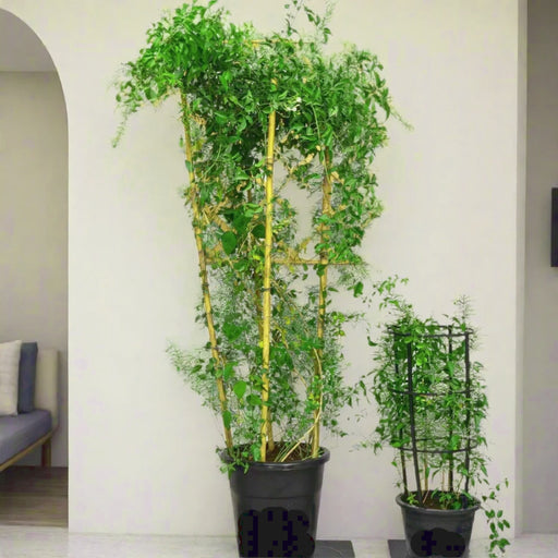 jasminum grandiflora greensouq