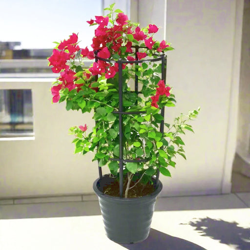 Bougainvillea Spectabilis