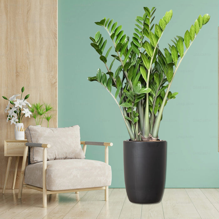 Zamioculcas Zamiifolia, Zanzibar Gem or ZZ Plant